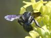 Andrena agilissima